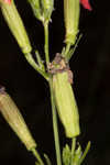 Louisiana catchfly 